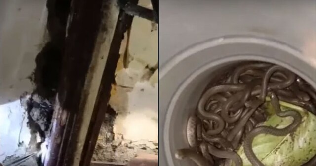 Viral Video: दीमकों से घर की चौखट हुई खोखली, सांपों ने बना लिया बसेरा ...