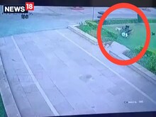 नहीं होगा यकीन! 7 कुत्‍तों ने घेरा और खींच-खींचकर उतार द‍िया मौत के घाट