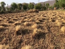 कटाई के लिए तैयार है गेहूं की फसल को लेकर परेशान हैं किसान, ये है वजह
