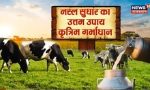 Animal Farming: कृत्रिम गर्भाधान पशुओं की नस्ल सुधार का आसान तरीका | Agriculture News | Latest News
