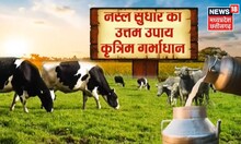 Annadata | पशुओं में कृत्रिम गर्भाधान की विधि और फायदे, नस्ल सुधार का ये है आसान तरीका | Top News