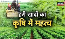 Green Manure | हरी खादों से बढ़ती है मिट्टी की उर्वरा शक्ति, भूमि सुधार में लाभदायक है हरी खाद