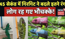 Girgit Ka Rang Badalna : 45 सेकंड में गिरगिट ने बदले इतने रंग, Video लोगों का मन हुआ कलरफुल