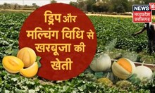 Annadata | Melon Cultivation पर जानिए किसान का अनुभव, ड्रिप और मिल्चिंग विधि से लगाई है फसल | Top