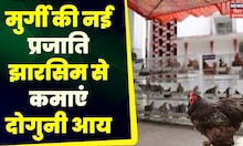 Annadata: ग्रामीण परिवेश के लिए अच्छी मुर्गी की नस्ल है झारसिम | Agriculture | Farmer | Farming