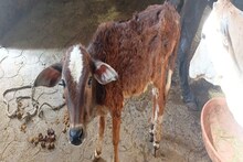 Satna News: गौ सेवा के लिए समर्पित है यह युवा, अब तक 3000 से ज्यादा गौवंश का बचा चुके हैं जीवन