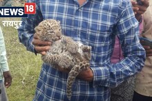 Gariyaband News : खेतों में मिला तेंदुए का नन्हा शावक, दहशत में लोग, प्रशासन ने जारी किया अलर्ट