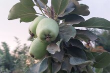 Muzaffarpur News: लीची की नगरी में सेब पैदा कर यह किसान कमा रहा है लाखों, जानें कैसे