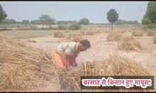 Kanpur Weather News: बेमौसम बारिश से किसान मायूस, गेहूं पड़ा काला तो तूफान में उड़ा भूसा