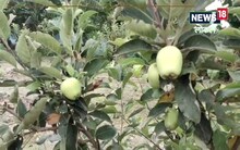 Apple Farming : हरमन-99 किस्म के सेब का बेगूसराय में हो रहा है उत्पादन, जानिए उत्पादन क्षमता और कमाई