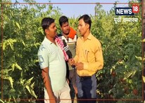 Tomato Farming : खेत में खड़े टमाटर देख लाल हो रहे किसान, लागत निकालना भी मुश्किल, जानें क्या है वजह