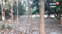सागवान से किसान कम समय में हो सकते हैं मालामाल! 10 से 12 साल में पेड़ हो जाते हैं तैयार