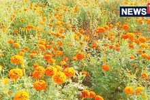 Agriculture News : मायके से सीखकर आई महिला ससुराल में कर रही गेंदा की खेती, जानें कितना हो रहा मुनाफा