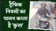 अजब-गजब: ट्रैफिक नियमों का बखूबी पालन करता है ये कुत्ता, इसे देख दंग रह जाते हैं लोग