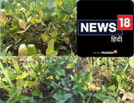 Damoh News: बेमौसम बारिश और ओलावृष्टि से दलहनी फसलें बर्बाद, किसान परेशान