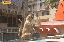 Varanasi News: बंदरो के आतंक से बनारसी परेशान, निकाला ये अनोखा जुगाड़