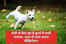 Parvovirus : कुत्तों में तेजी से फैल रहा है जानलेवा पार्वो वायरस, जानिए लक्षण और बचाव के उपाय