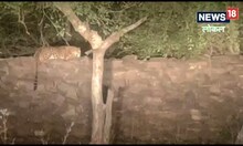 Shivpuri News : घात लगाए बैठा दिखा तेंदुआ, हॉर्न और लाइट का नहीं दिखा असर, राहगीर ने बनाया वीडियो
