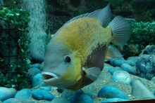 Ganga Aquarium : लखनऊ में है मछलियों का ऐसा आशियाना, जिसे देखकर आप भी कहेंगे 'WOW'