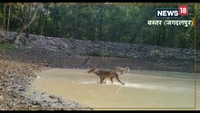 कांगेर नेशनल पार्क में दिखा विलुप्त प्रजाति का भेड़िया,कैमरे में कैद हुईं फोटो