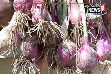 Darbhanga News: मौसम शुष्क होने से प्याज का साइज हुआ छोटा, परेशान किसानों को एक्सपर्ट ने दी ये सलाह