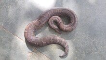 मॉर्निंग वॉक करते कोटा के कलेक्टर के पैरों तले आया सांप, फिर हुआ कुछ ऐसा...