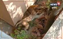 VIDEO: जब वर्चस्व को लेकर भिड़े दो बंदर; मामला बिगड़ता देख पहुंचा झुंड, जानें आगे क्या हुआ..