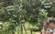 बेगूसराय में एक पेड़ पर फलते हैं अलग-अलग स्वाद वाले आम, जानें किसान ने कैसे किया यह करिश्मा