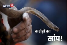 शादी समारोह में सांप के प्रेमी जोड़े की एंट्री से मची खलबली, वीडियो हुआ वायरल 