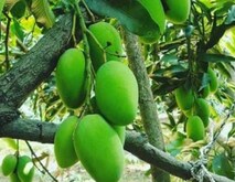Good News: इस साल आम की हुई बंपर पैदावार, झूम उठे कन्नौज के किसान, जानें वजह