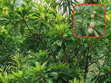 चीकू के 300 पौधे ने किसान को कर दिया मालामाल! हर साल हो रही 8 लाख की कमाई