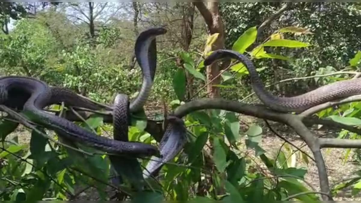 एक पेड़ पर देखे हैं इतने सांप कि गिन न पाएं? Viral Video देखकर ही कांप रहे लोग