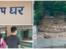 लखनऊ जू में सांपों की ठाट देखकर दंग रह जाएंगे आप, बच्चे हो जाते हैं मस्त