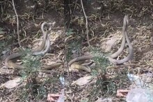 Viral Video: भरतपुर में घोड़ा पछाड़ नाग-नागिन की अठखेलियां, 30 मिनट तक नजरें टिकाए बैठे रहे लोग