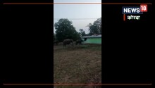 जंगली हाथियों ने मचाया जमकर उत्पात, ग्रामीण का मकान तोड़कर चट कर गए अनाज, देखें Video