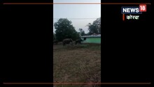 जंगली हाथियों ने मचाया जमकर उत्पात, ग्रामीण का मकान तोड़कर चट कर गए अनाज