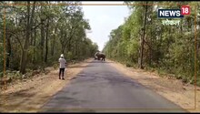 Elephant Video: बीच सड़क पर दिखा दंतैल हाथी, वन विभाग अलर्ट, किसानों के उड़े होश