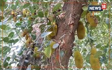OMG! एक पेड़ पर इतने कटहल कि गिन नहीं पाएंगे आप, दरभंगा में दूर-दूर से देखने आ रहे लोग, देखें वीडियो