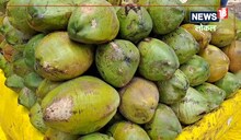 Summer Drink: बेंगलुरु के नारियल पानी का बढ़ा क्रेज, डॉक्टर भी दे रहे पीने की सलाह