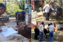 पिथौरागढ़ में लंपी वायरस का कहर, पशुपालकों पर भारी पड़ रही अस्पतालों में डॉक्टर और स्टाफ की कमी