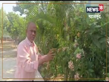 तपती धूप में फूलों से महका महासमुंद का यह स्कूल, शिक्षक कर रहे पौधों की देखभाल