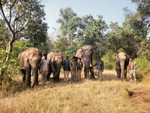 बारिश का इंतजार, फिर सतपुड़ा टाइगर रिजर्व में आएंगे 3 नए मेहमान