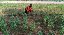 तुलसी की खेती से सिर्फ 90 दिन में होगी लाखों की कमाई, किसान होंगे मालामाल
