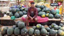 देश के कोने-कोने में पहुंच रहा शिवरीनारायण के खरबूज और तरबूज की मिठास