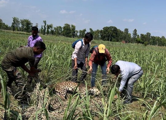    तेंदुए के शव को कब्जे में लेती वन विभाग की टीम.