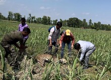 Pilibhit: गन्ने के खेत में मिला तेंदुए का शव,पोस्टमार्टम से खुलेगा मौत का राज