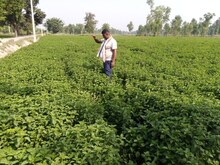 यूपी का पहला इको फ्रेंडली एरोमा क्लस्टर बाराबंकी में, किसान सीख रहे नए गुर