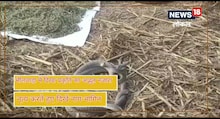 Watch Video : भीलवाड़ा में दिखा नाग-नागिन के डांस का खूबसूरत नजारा, देखने के लिए उमड़ी भीड़