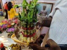 Vastu Tips: बैंबू प्लांट से बदल सकती है किस्मत, जानें घर में रखने का सही तरीका