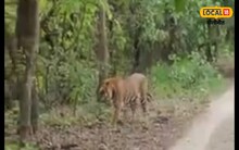 बाघ के दीदार कर रोमांचित हुए पर्यटक, 15 जून तक आपके पास भी है मौका